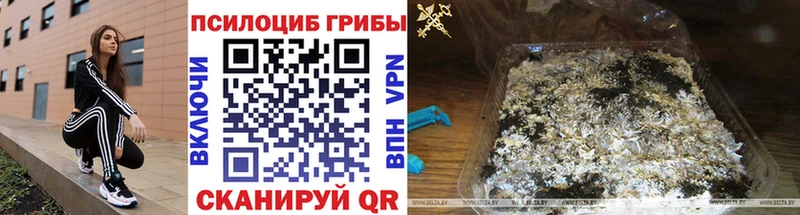 Купить закладки  Холм  Псилоцибиновые грибы Cubensis 